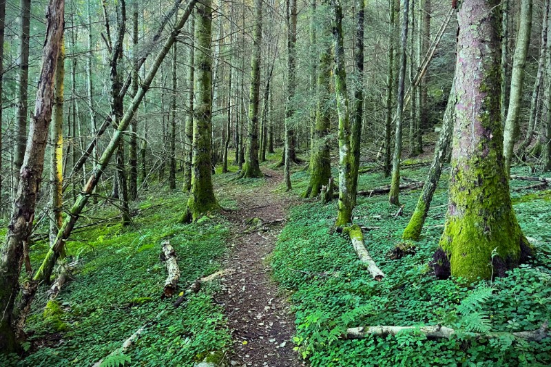 En skog med frodige trær. Foto.